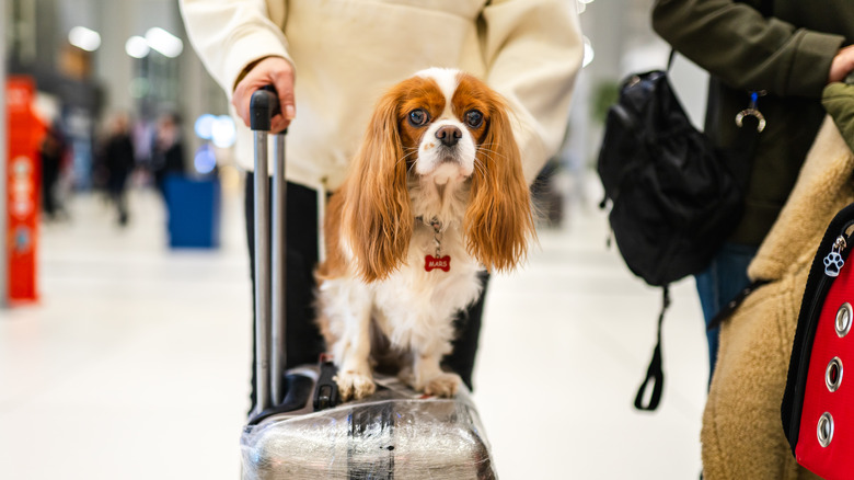 dog on suitcase at airport