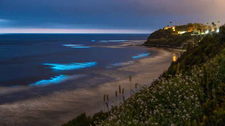 Beach with bioluminescent waves