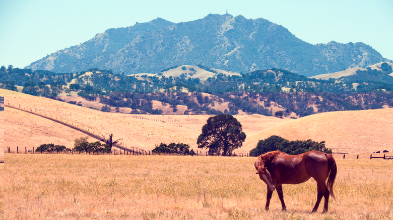 A grazing horse and Mount Diablo
