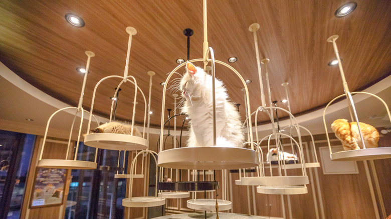 Cat Cafe in Tokyo
