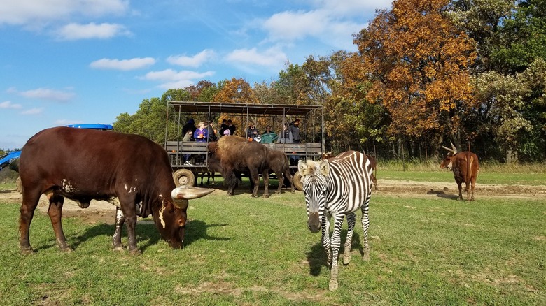 Animals gather around safari truck