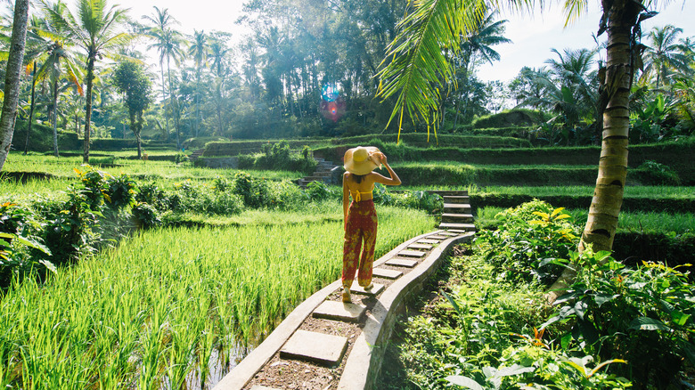 Person walking through rice fields in Bali