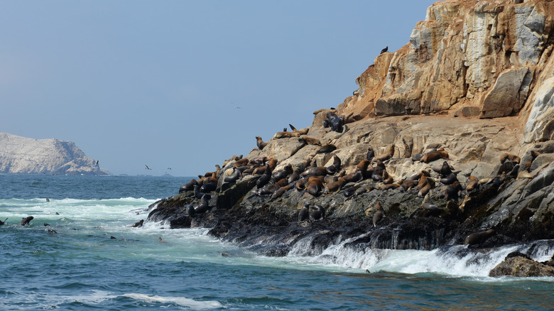 sea lions on island