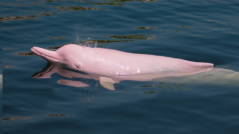 Pink dolphin swimming