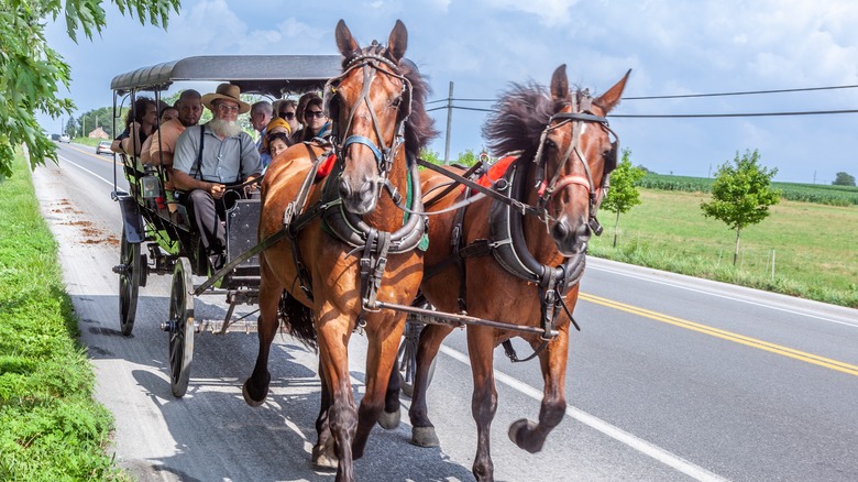 Amish buggy ride